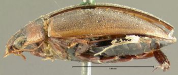 Media type: image; Entomology 26415   Aspect: habitus lateral view